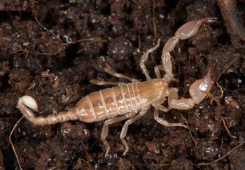Media type: image; Invertebrate Zoology 46988